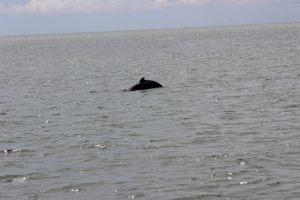 Dolphin at play in the Santubong Bay